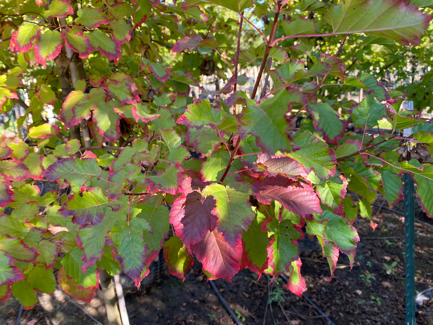 Hot Wings® Tatarian Maple