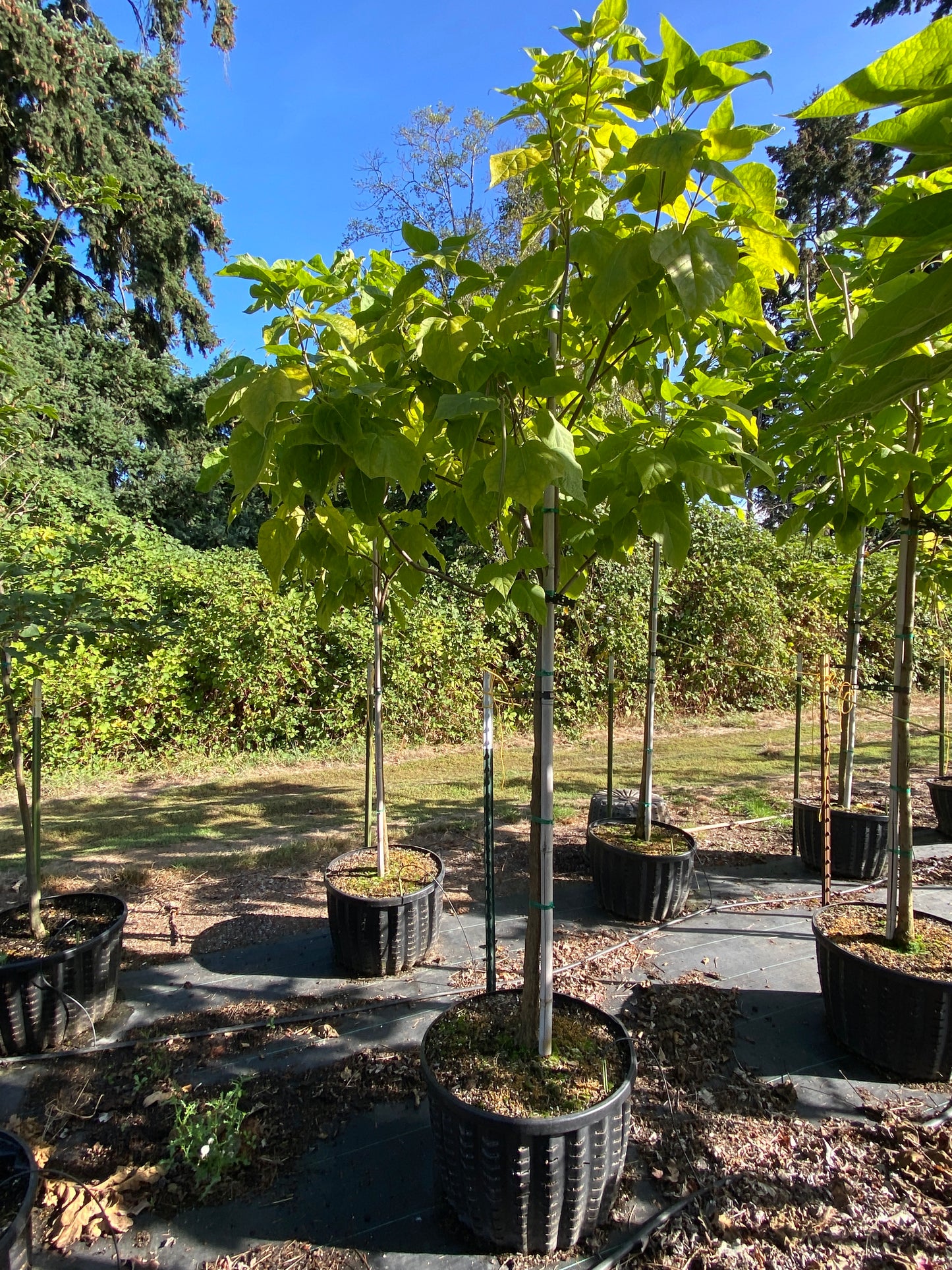 Northern Catalpa