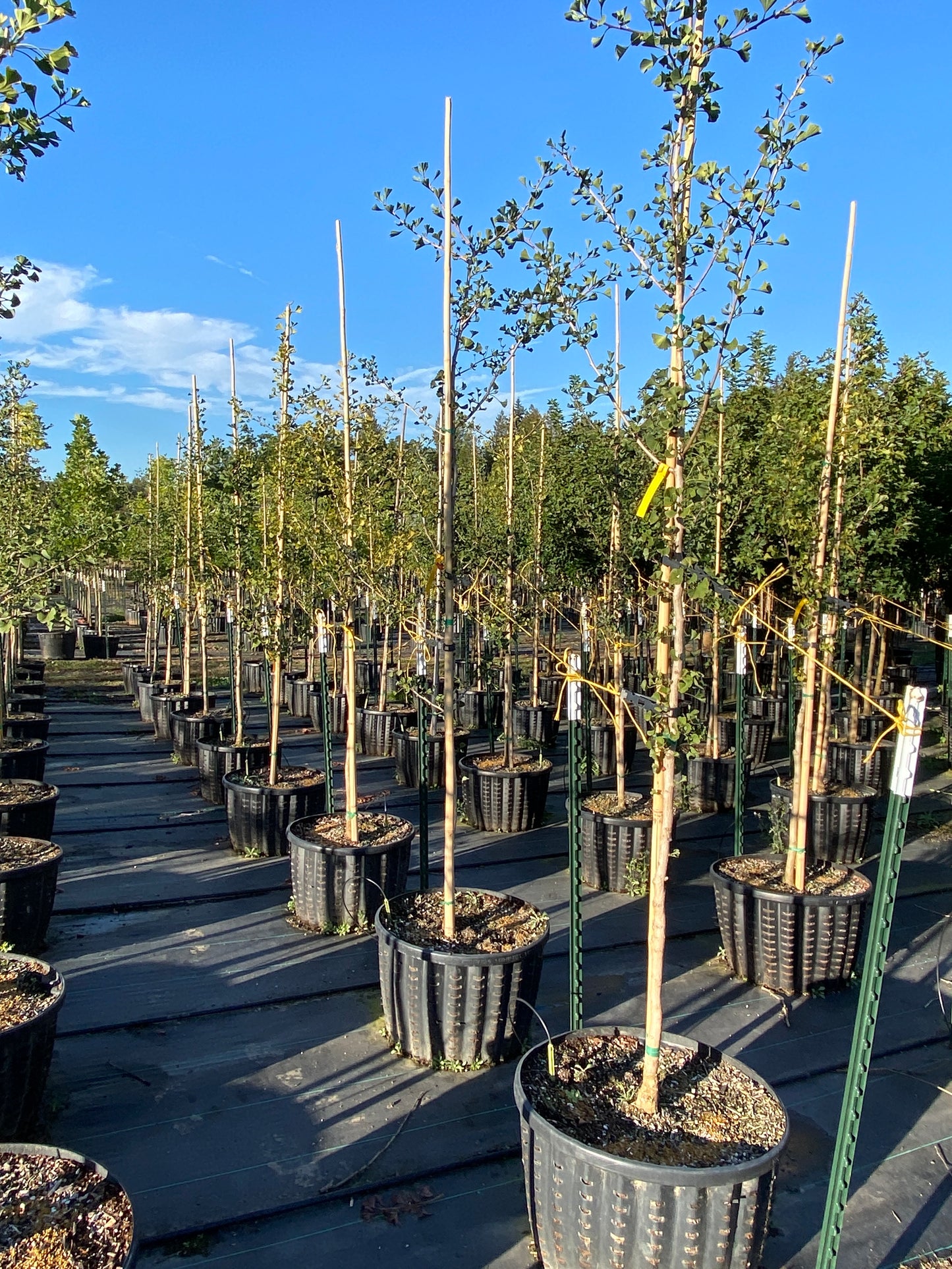 Golden Colonnade® Ginkgo