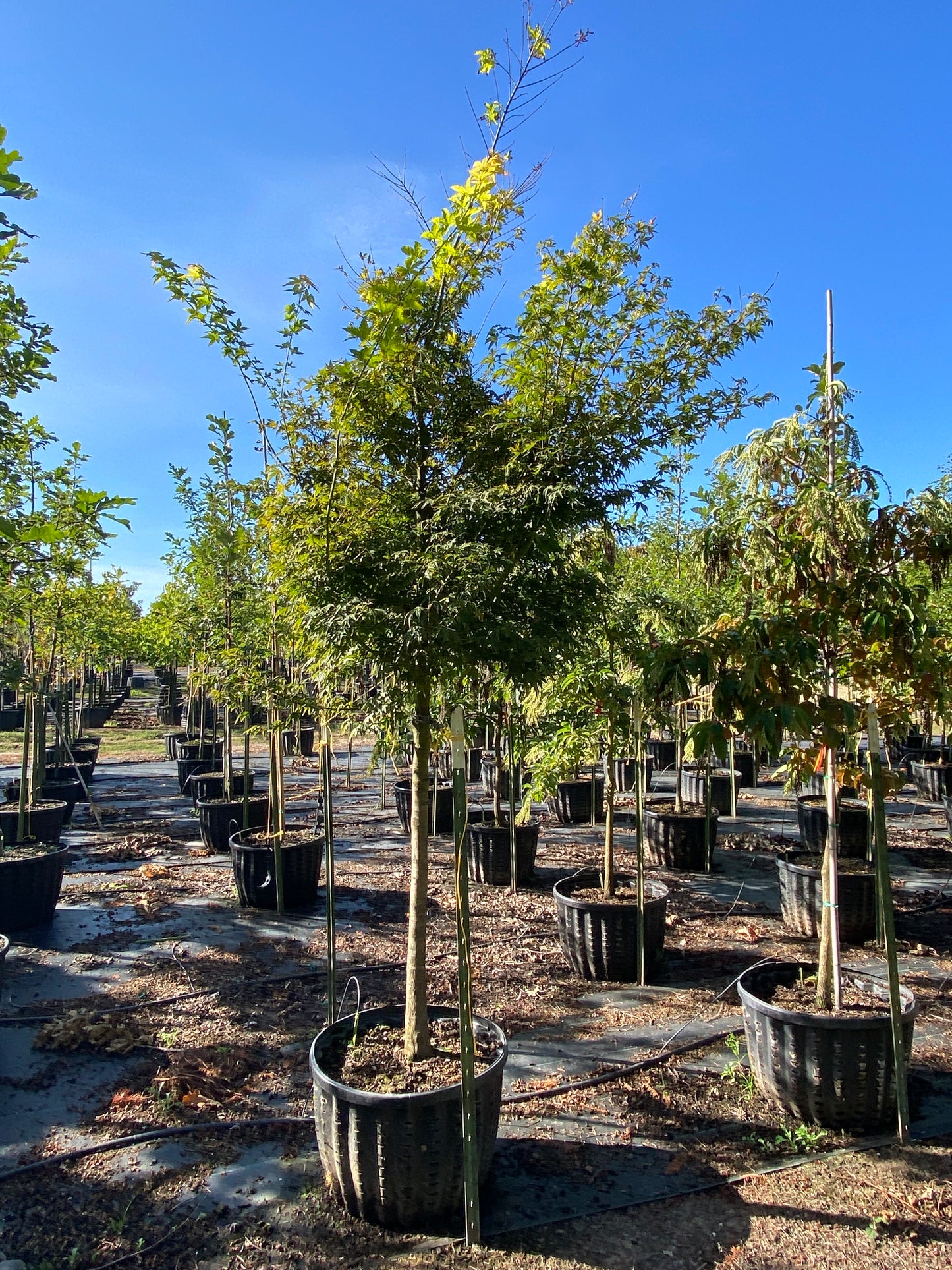 Green Japanese Maple