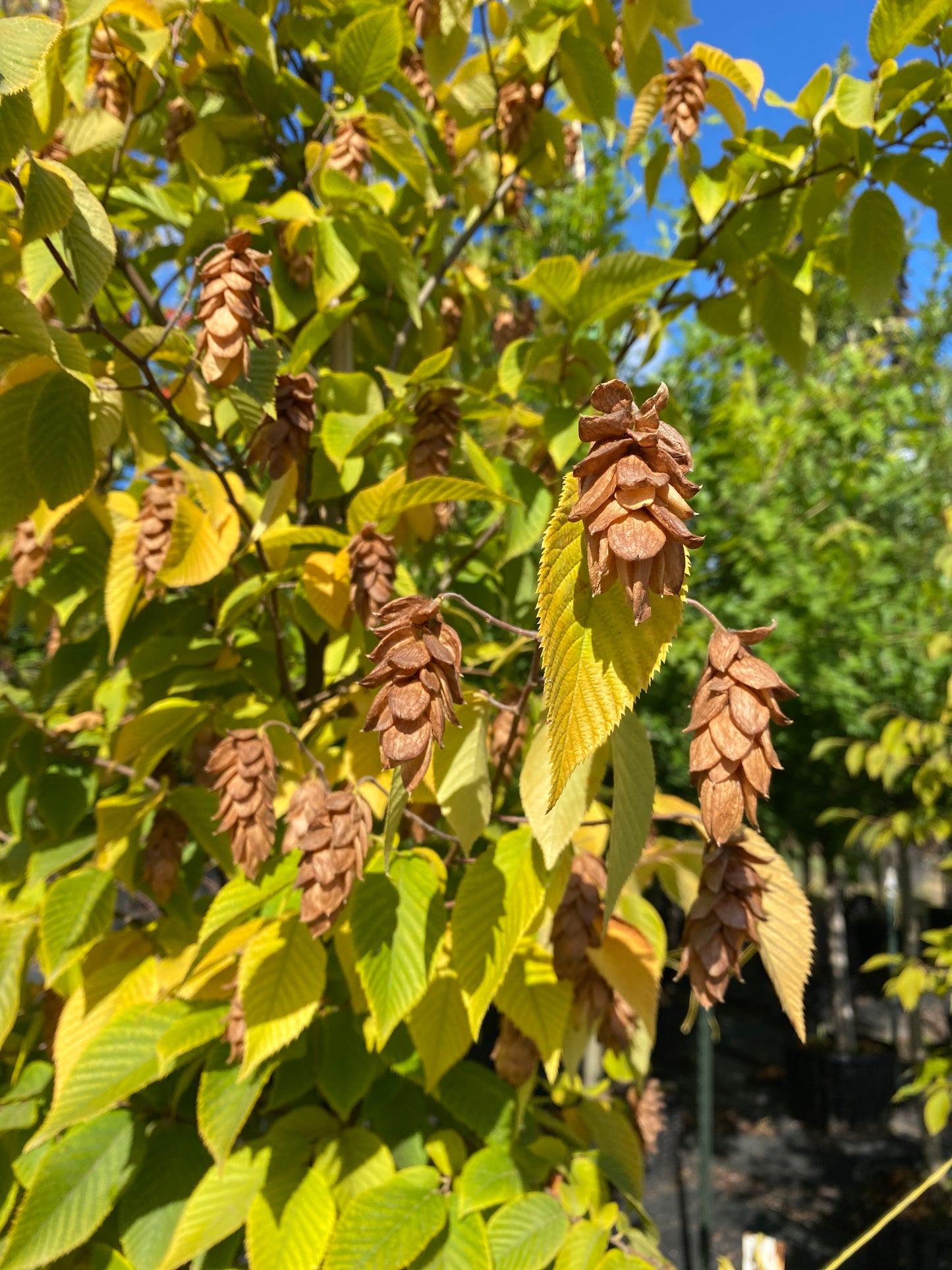 American hop hornbeam