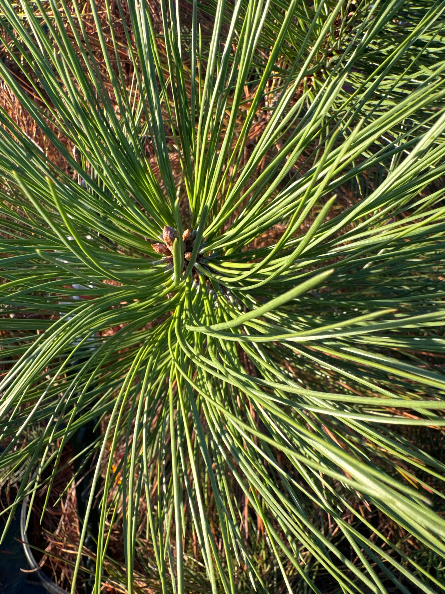 Ponderosa Pine