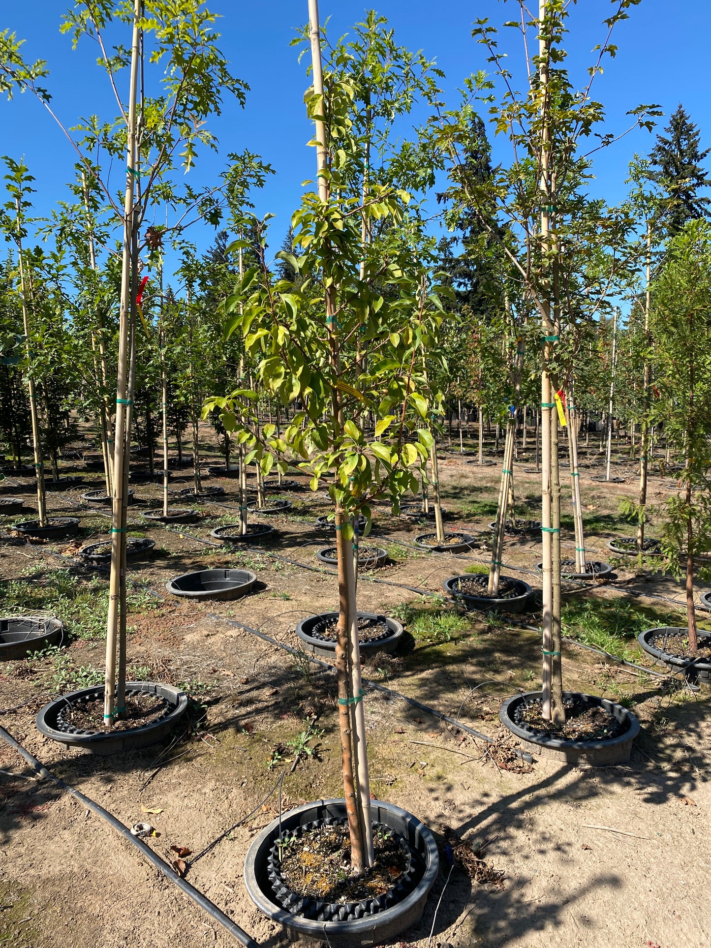 Spring Snow Fruitless Flowering Crabapple- sproutfree™