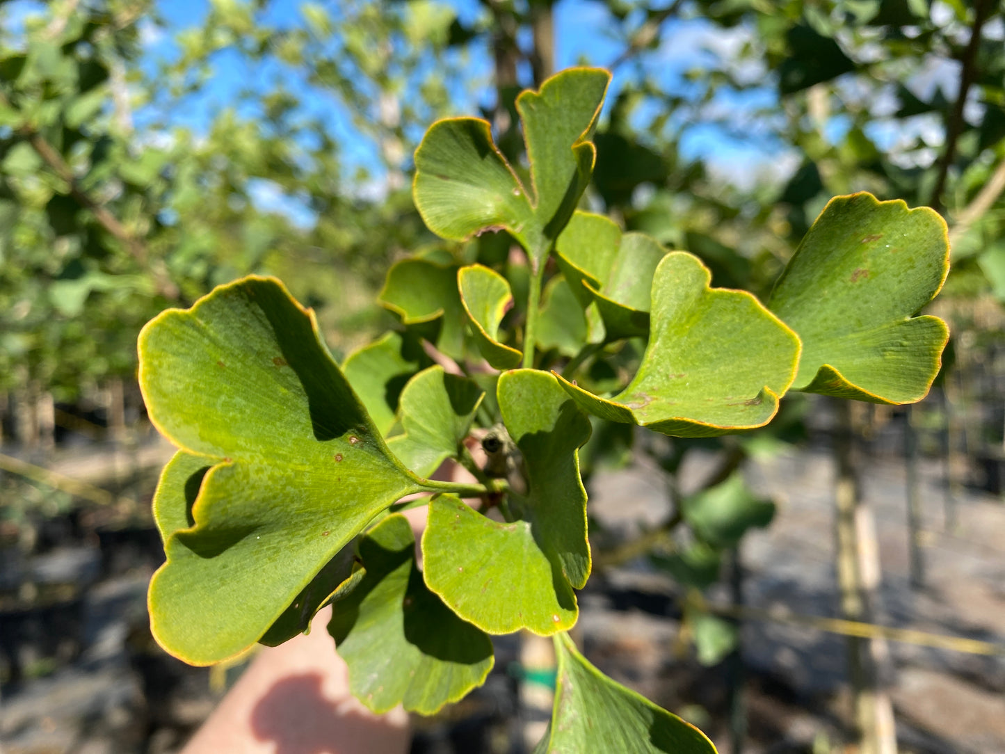 Magyar Ginkgo