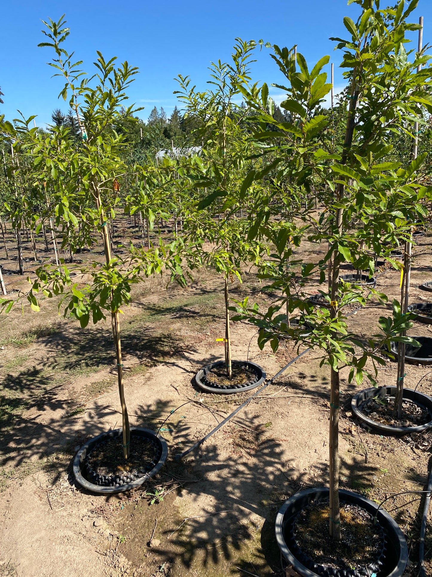 Sawtooth Oak