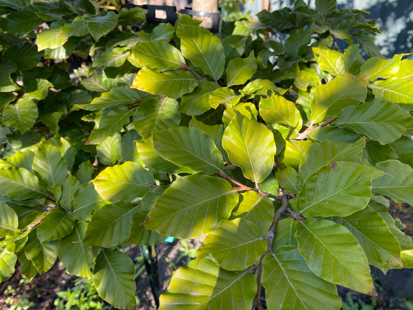 European Green Beech