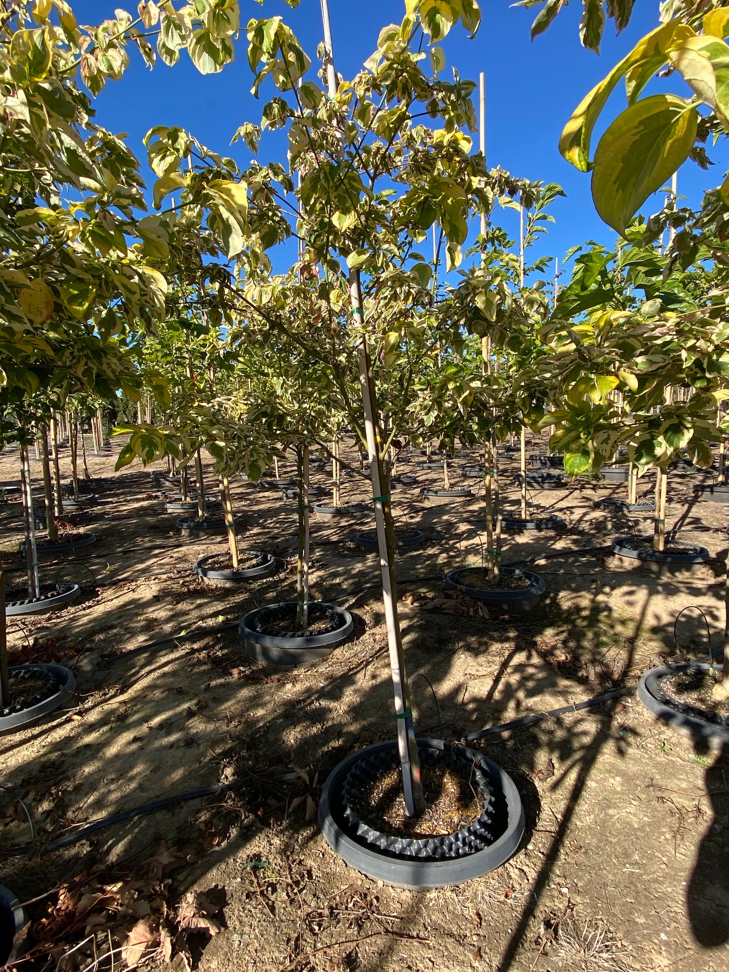 Golden Shadows® Pagoda Dogwood