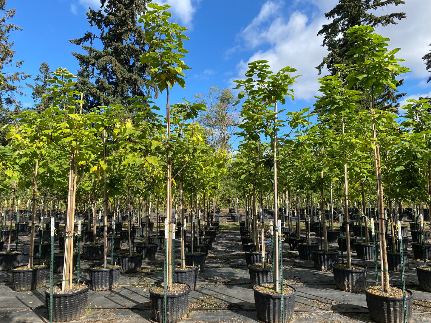 Northern Catalpa