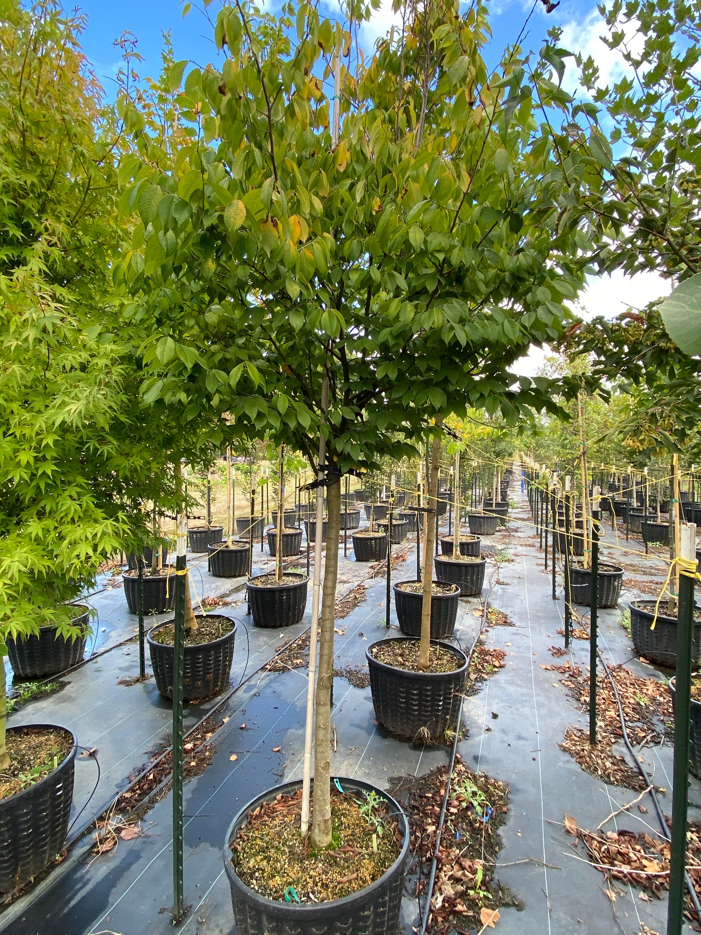 City Sprite® Zelkova