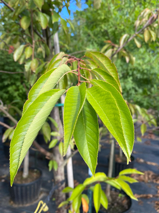 Yoshino Flowering Cherry