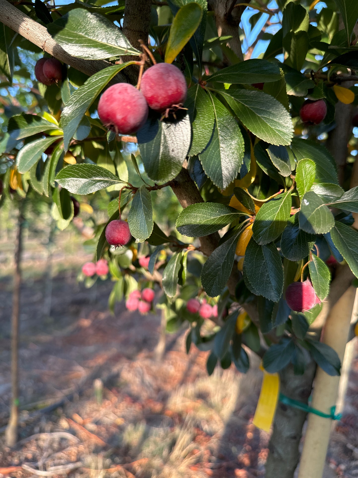 Crusader® Thornless Cockspur Hawthorn