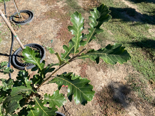 Urban Pinnacle Bur Oak