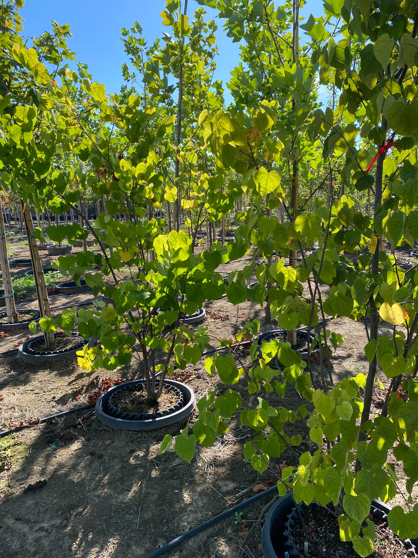 Eastern Redbud