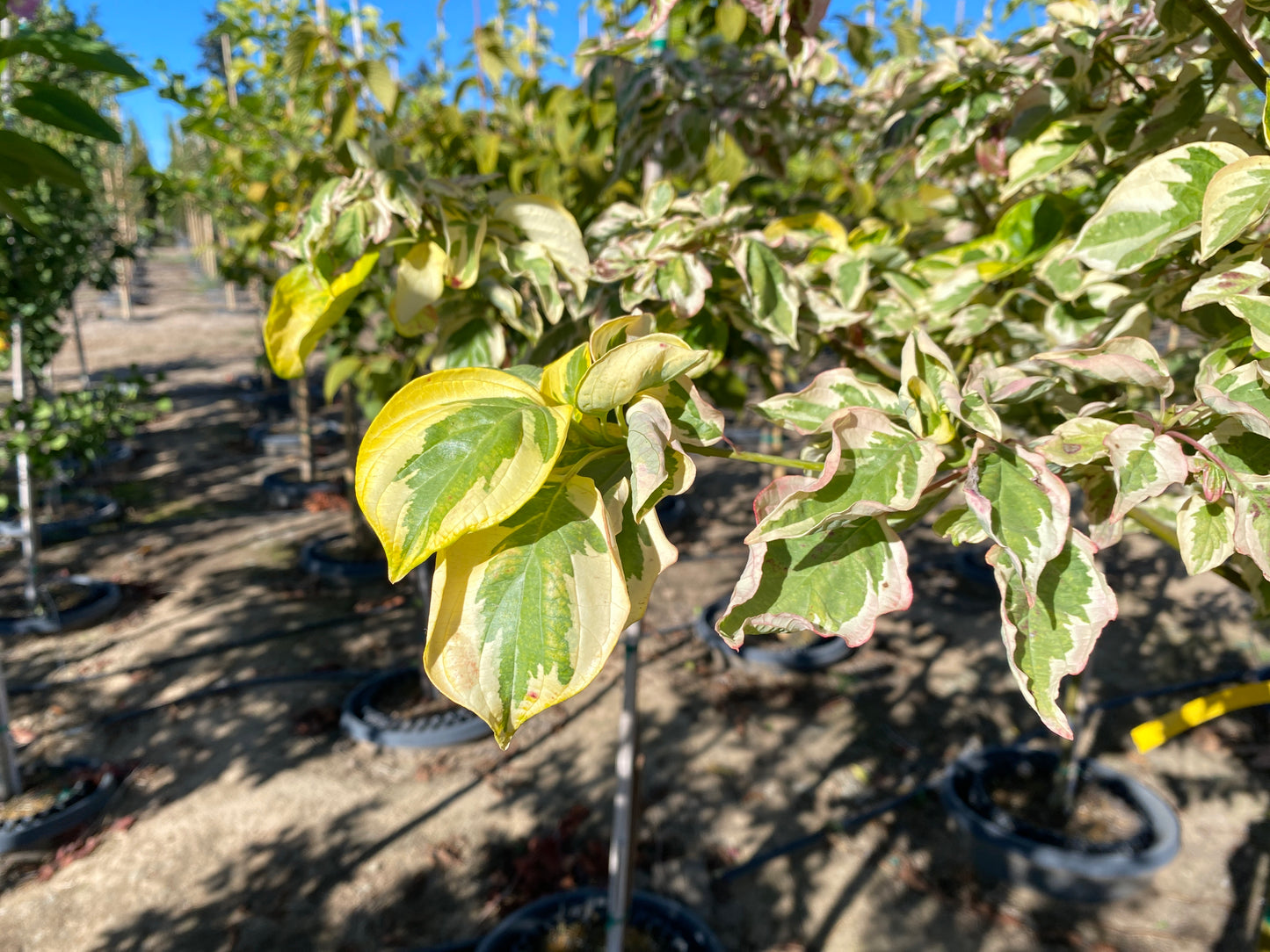 Golden Shadows® Pagoda Dogwood