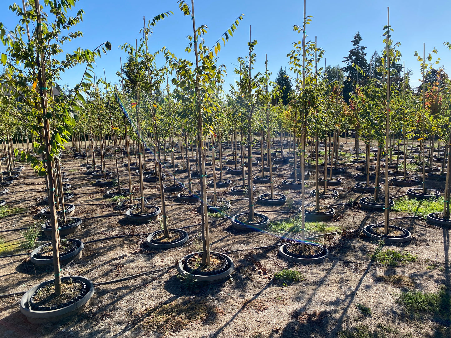 Village Green Zelkova