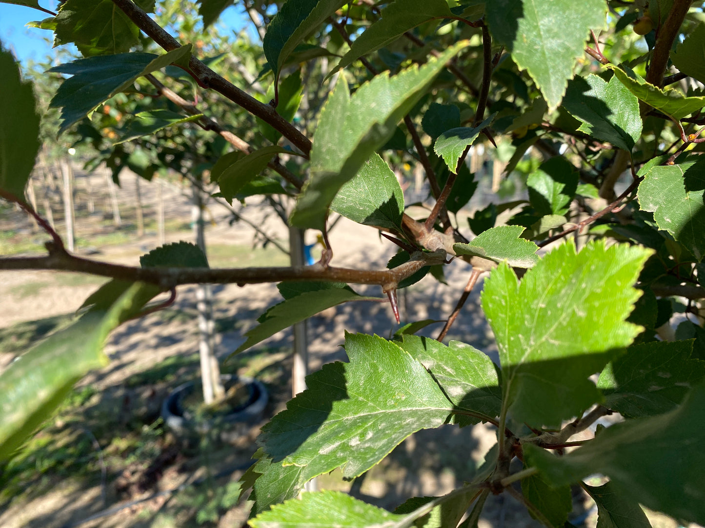 Green Hawthorn