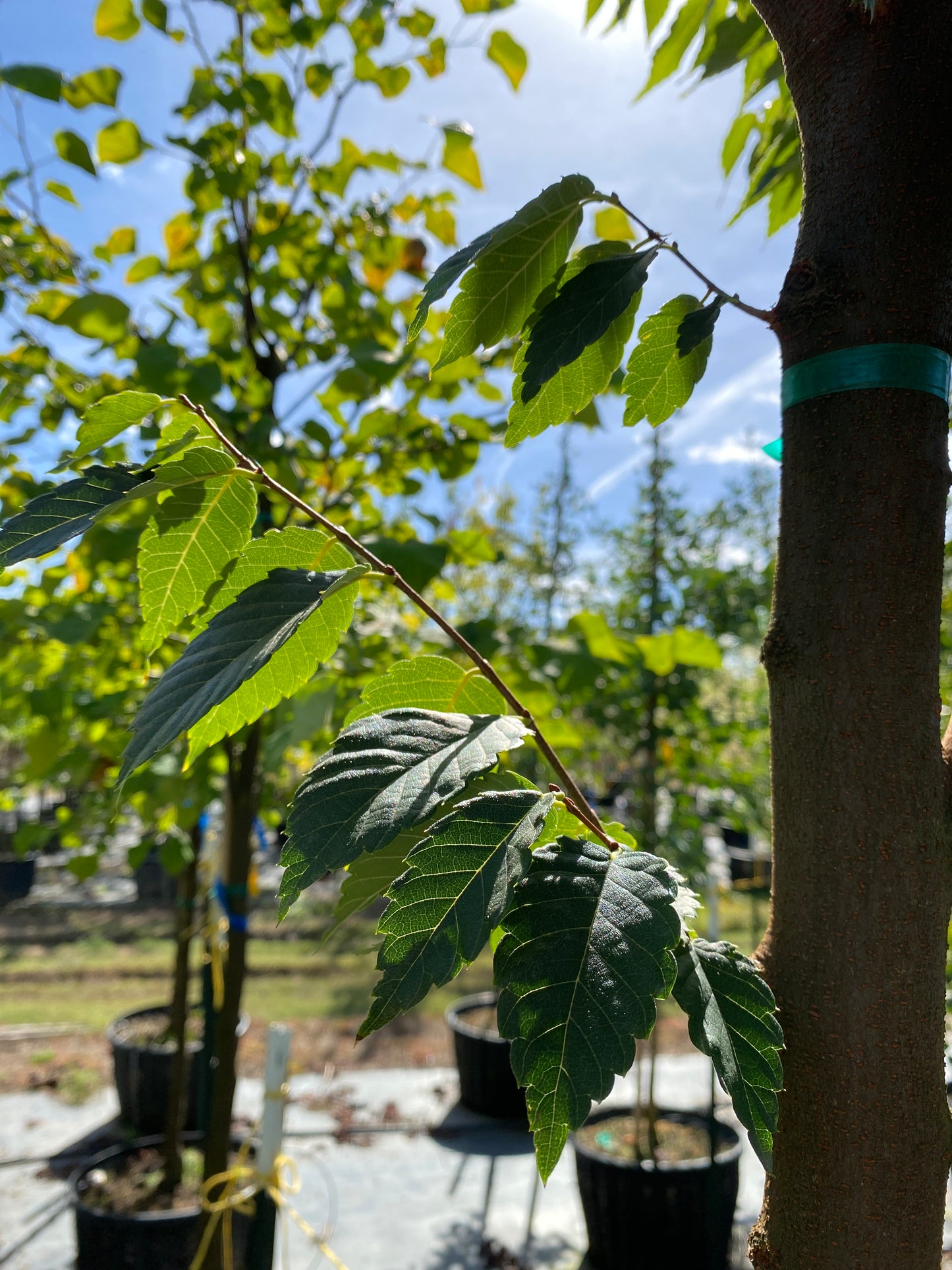 Village Green Zelkova