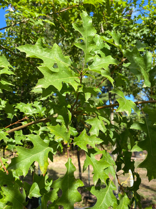 Texas Red Oak