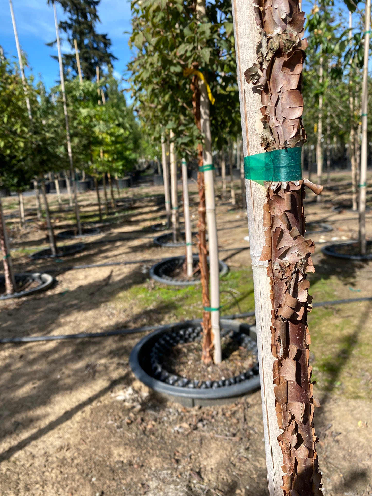 Paperbark Maple