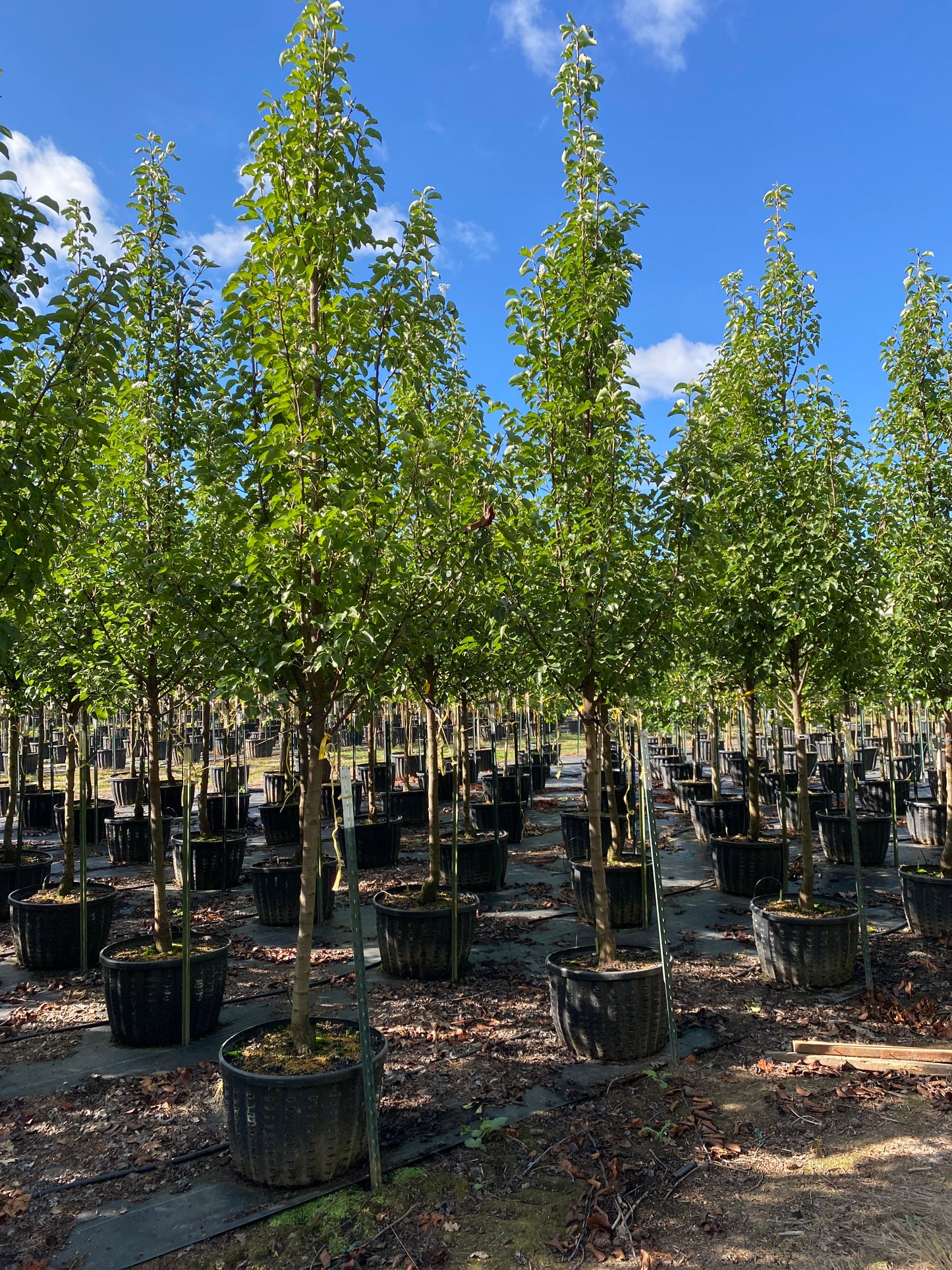 Chanticleer® Flowering Pear