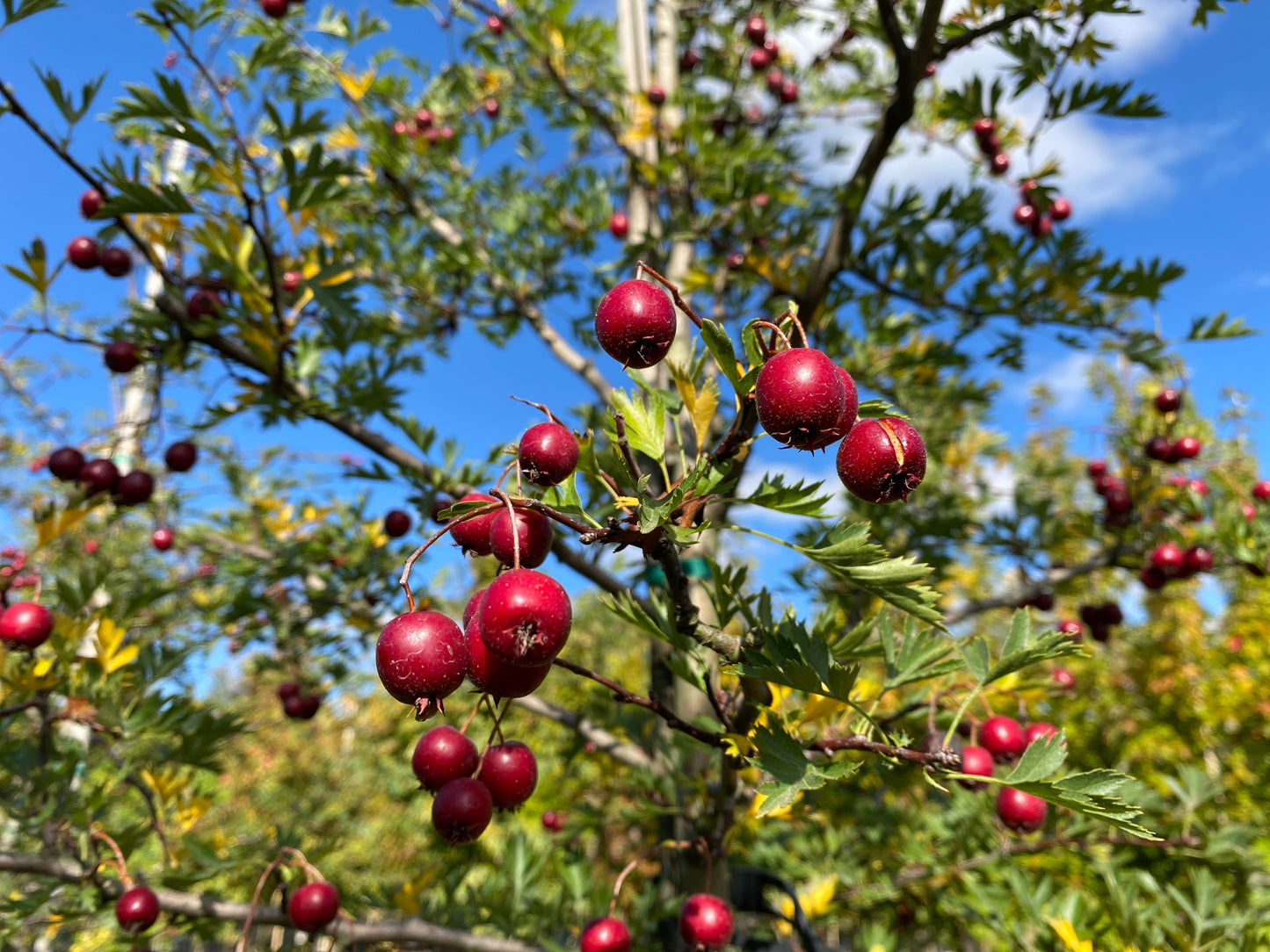 Russian Hawthorn