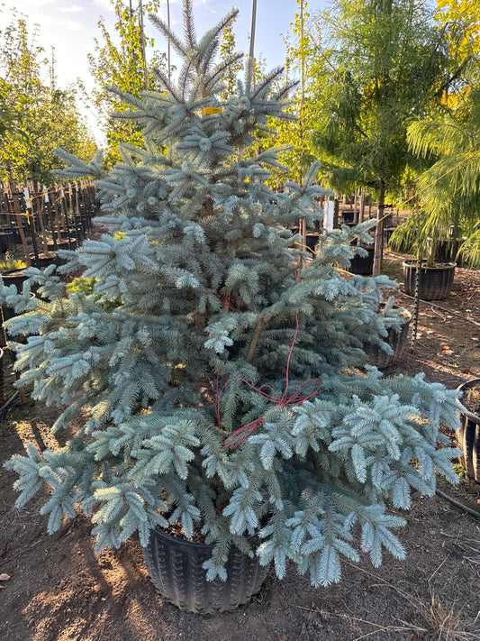 Baby Blue Eyes Colorado spruce