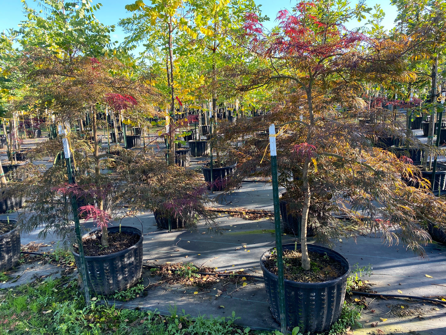 Tamukeyama Japanese Maple