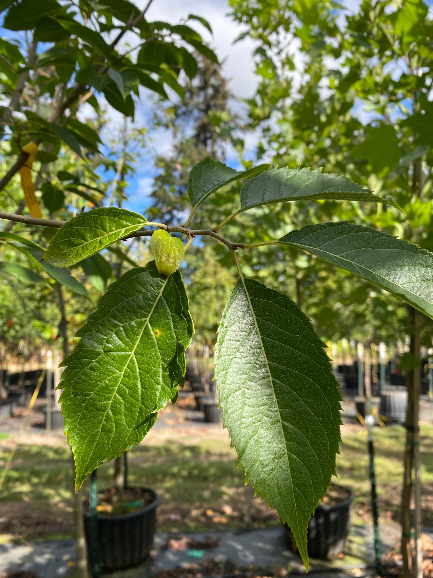 Hardy Rubber Tree