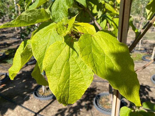 Heartland® Catalpa