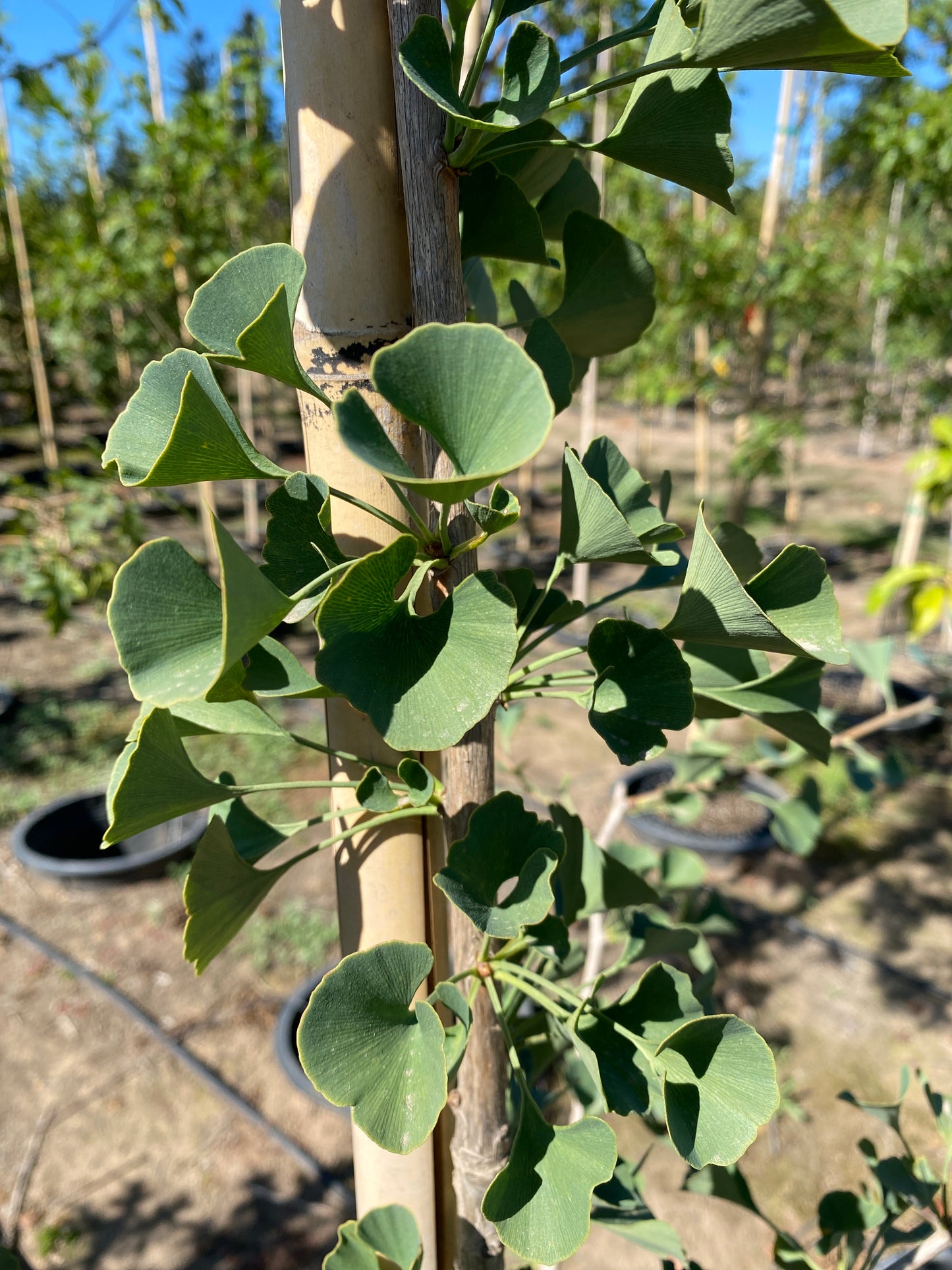 Golden Colonnade® Ginkgo