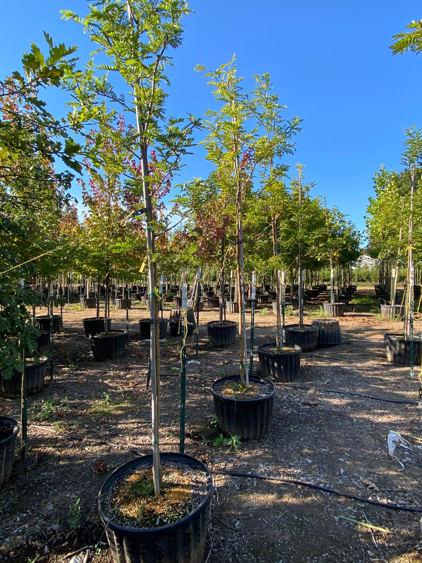 Halka™ Honeylocust