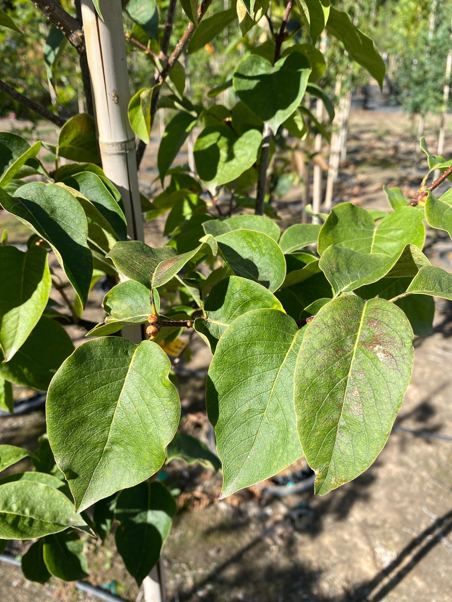 Ivory Silk Japanese Tree Lilac