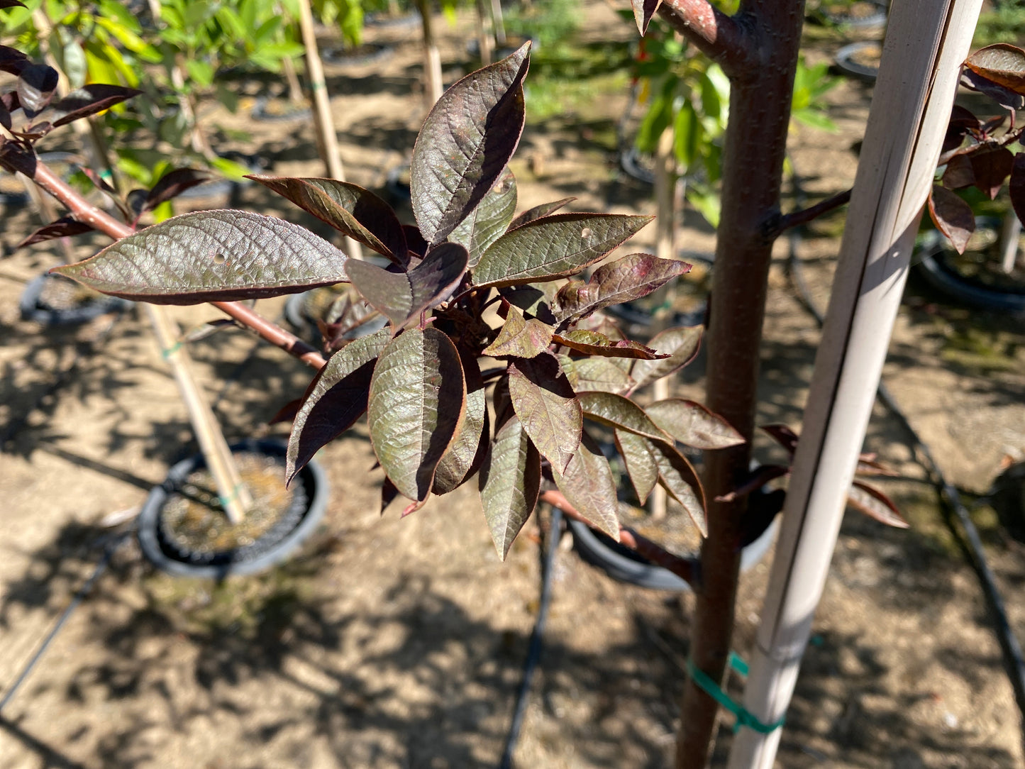 Sucker Punch® Chokecherry