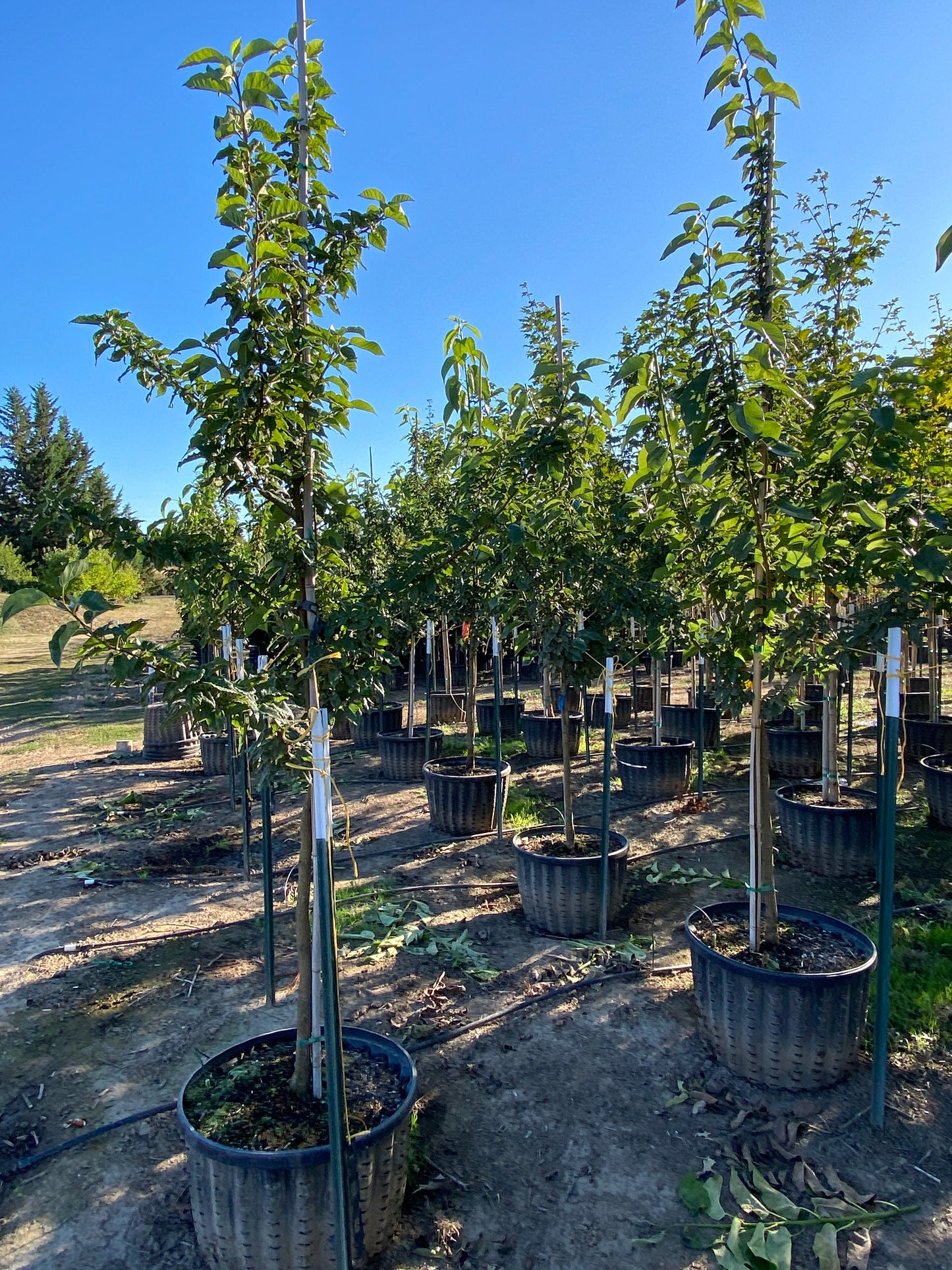 Witchita Osage Orange