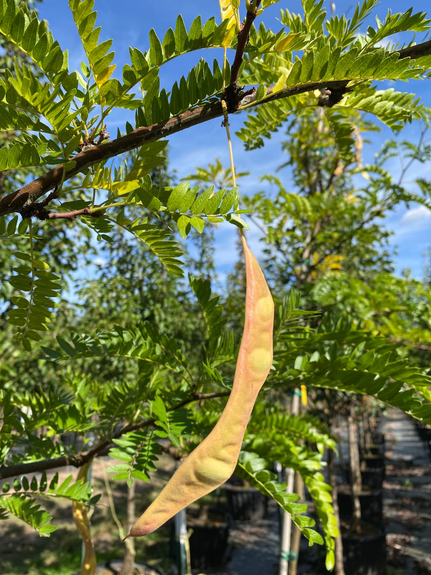 Imperial Honeylocust