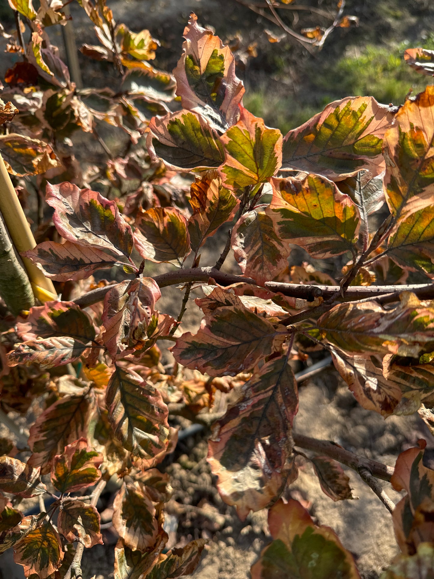 Tricolor Beech