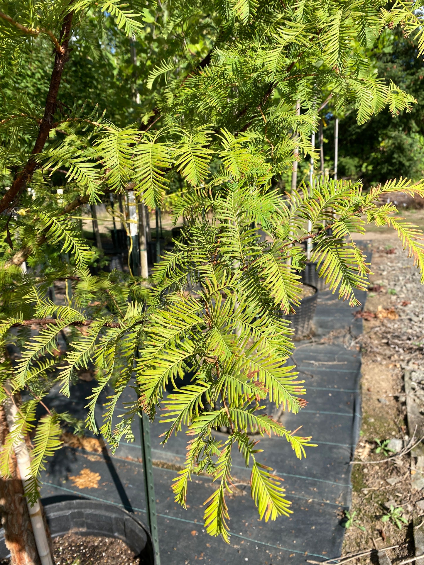 Dawn Redwood