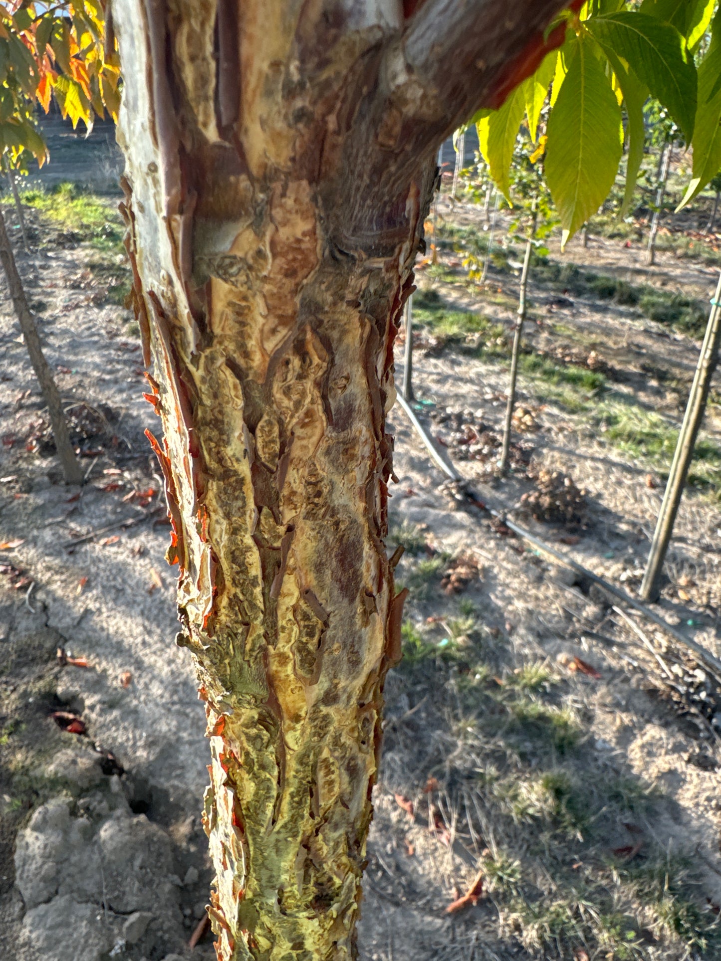 Ohio Buckeye