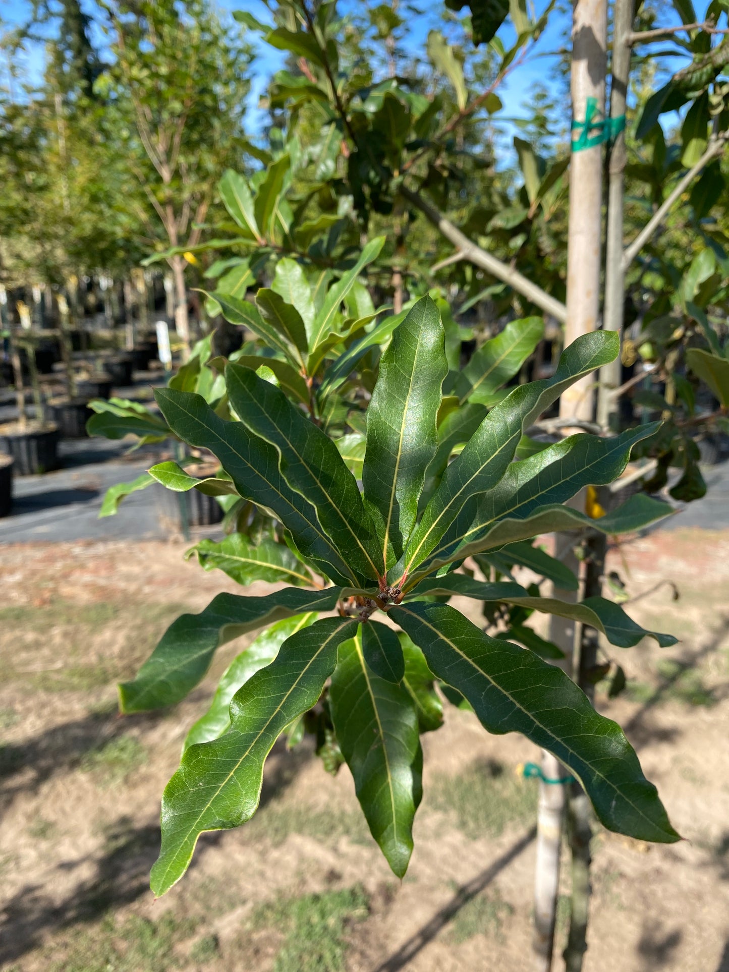 Shingle Oak