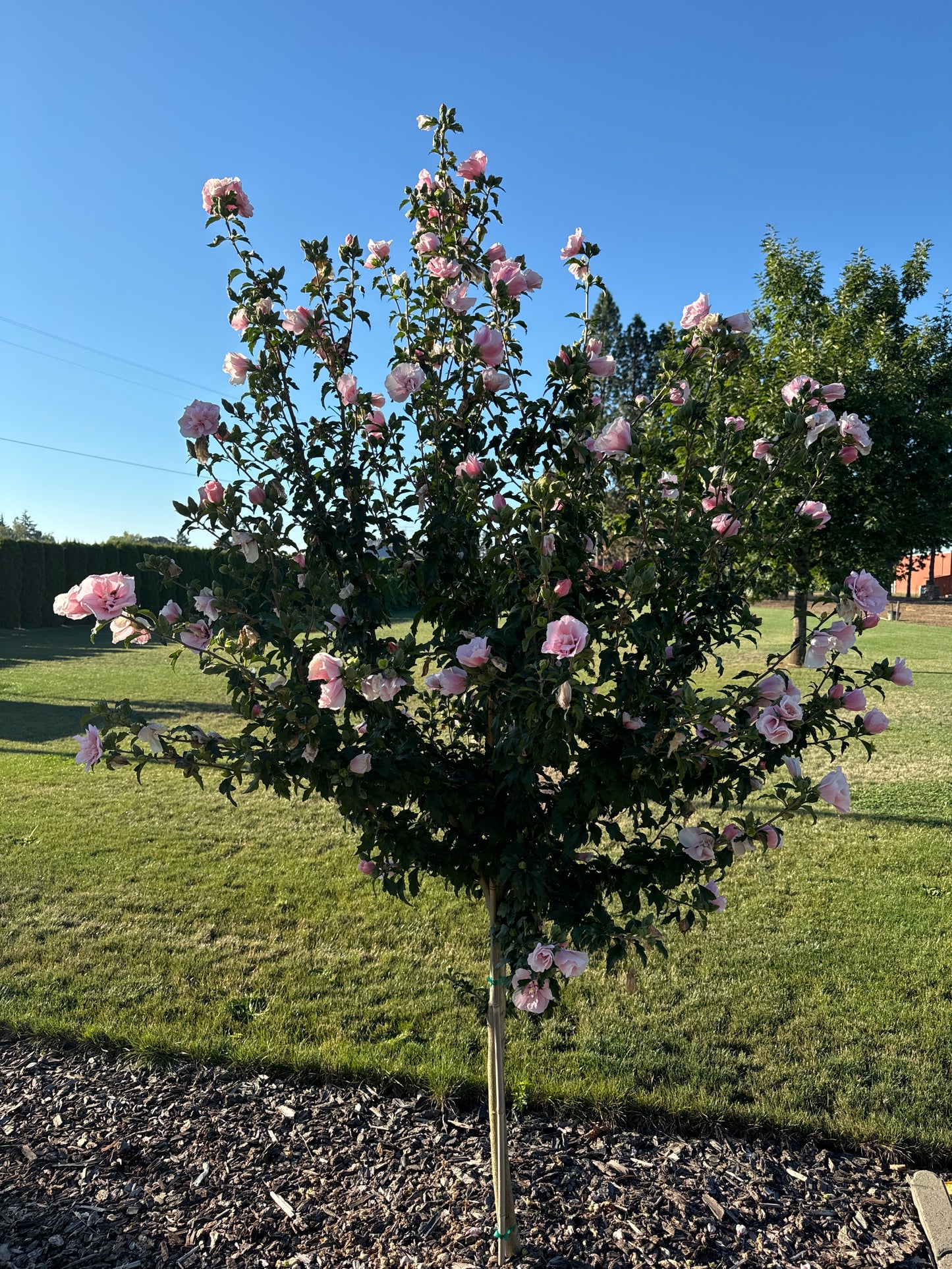 Pink Chiffon® Hibiscus Tree Form