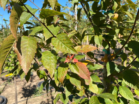 Wisconsin Red™ American Hornbeam