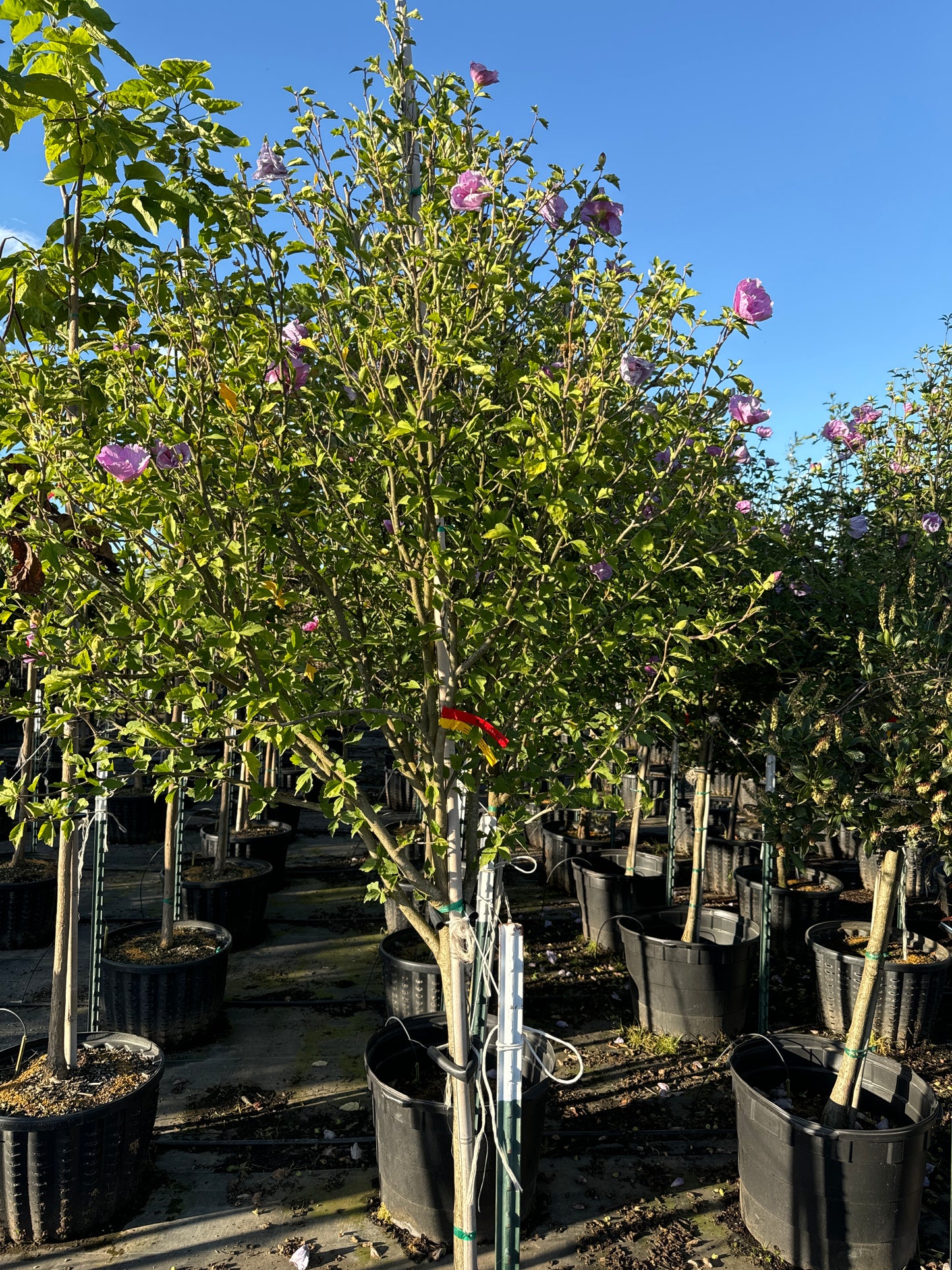 Lavender Chiffon® Hibiscus Tree Form