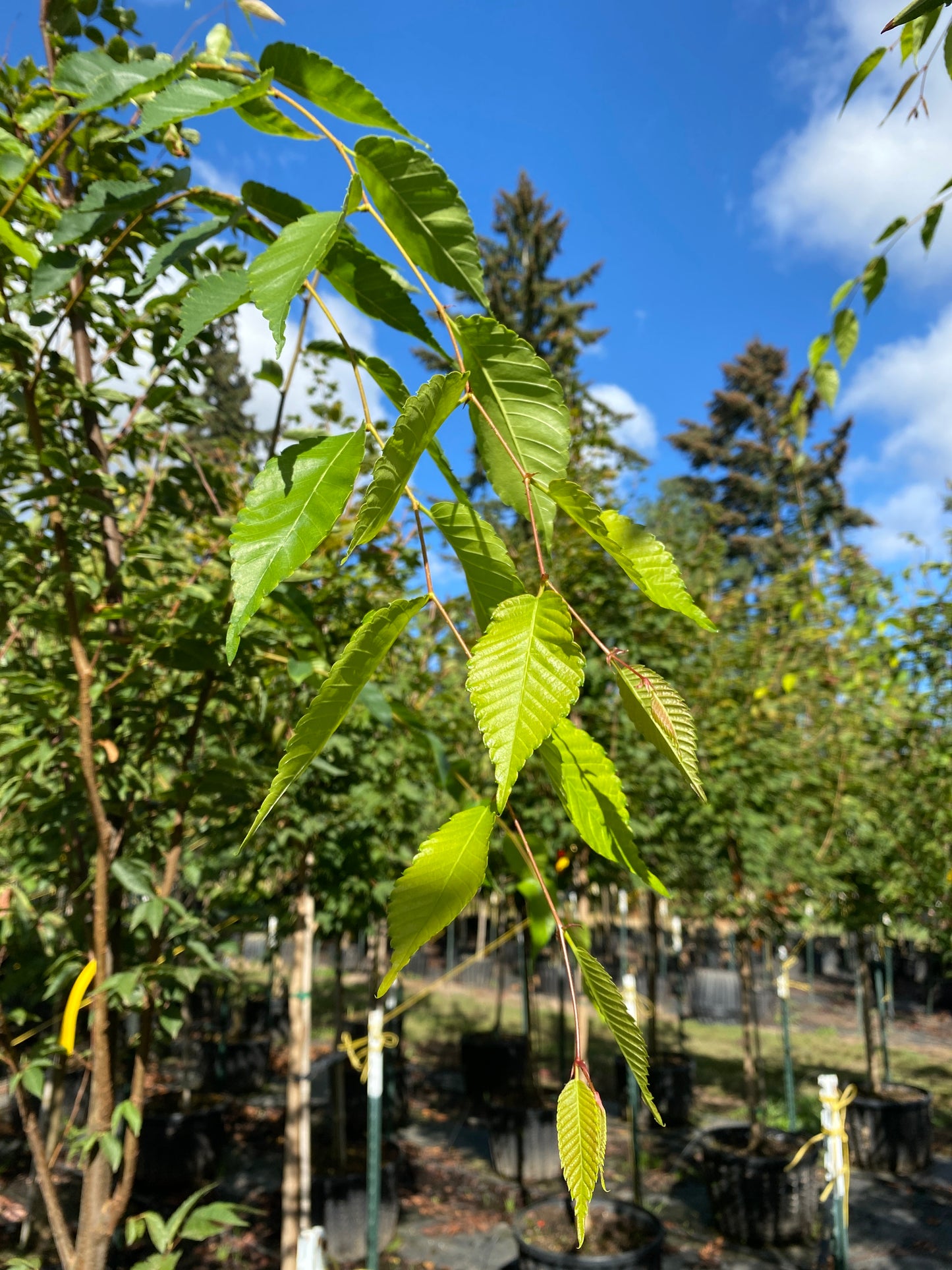 Green Vase Zelkova