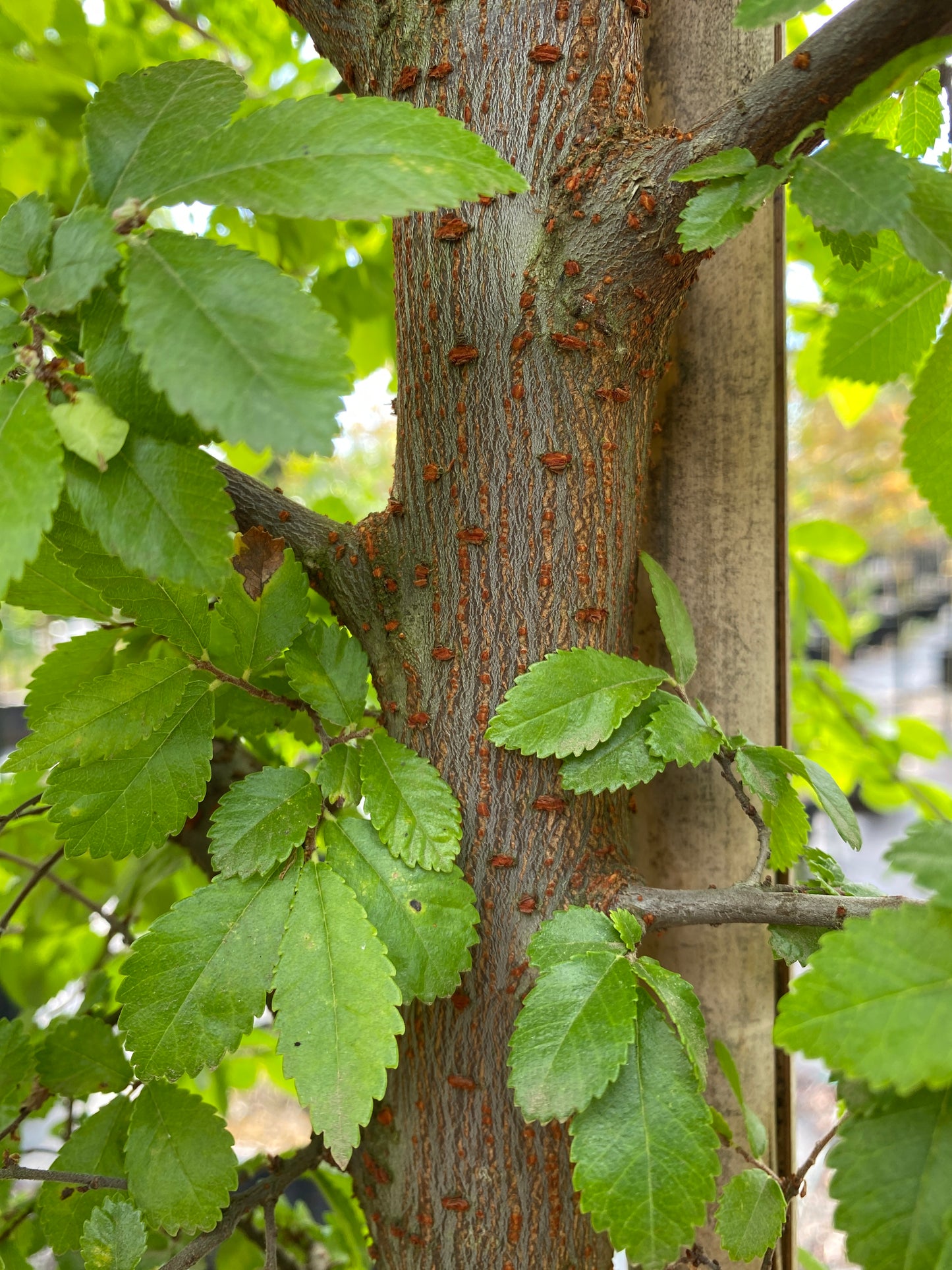 Lacebark Elm