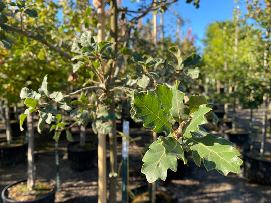 Wavy Leaf Oak