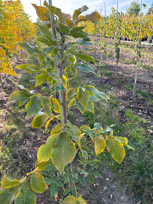 Shagbark Hickory