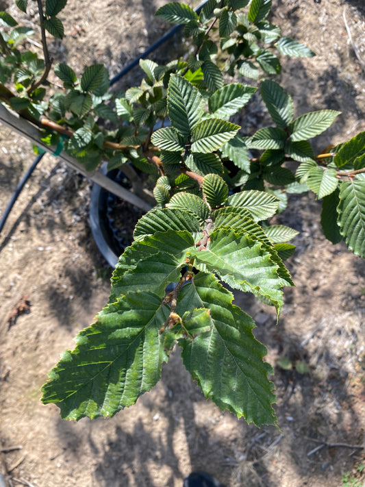 European Hornbeam