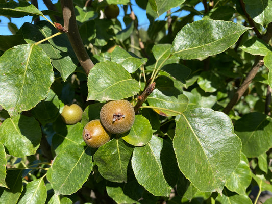 Jack Pear