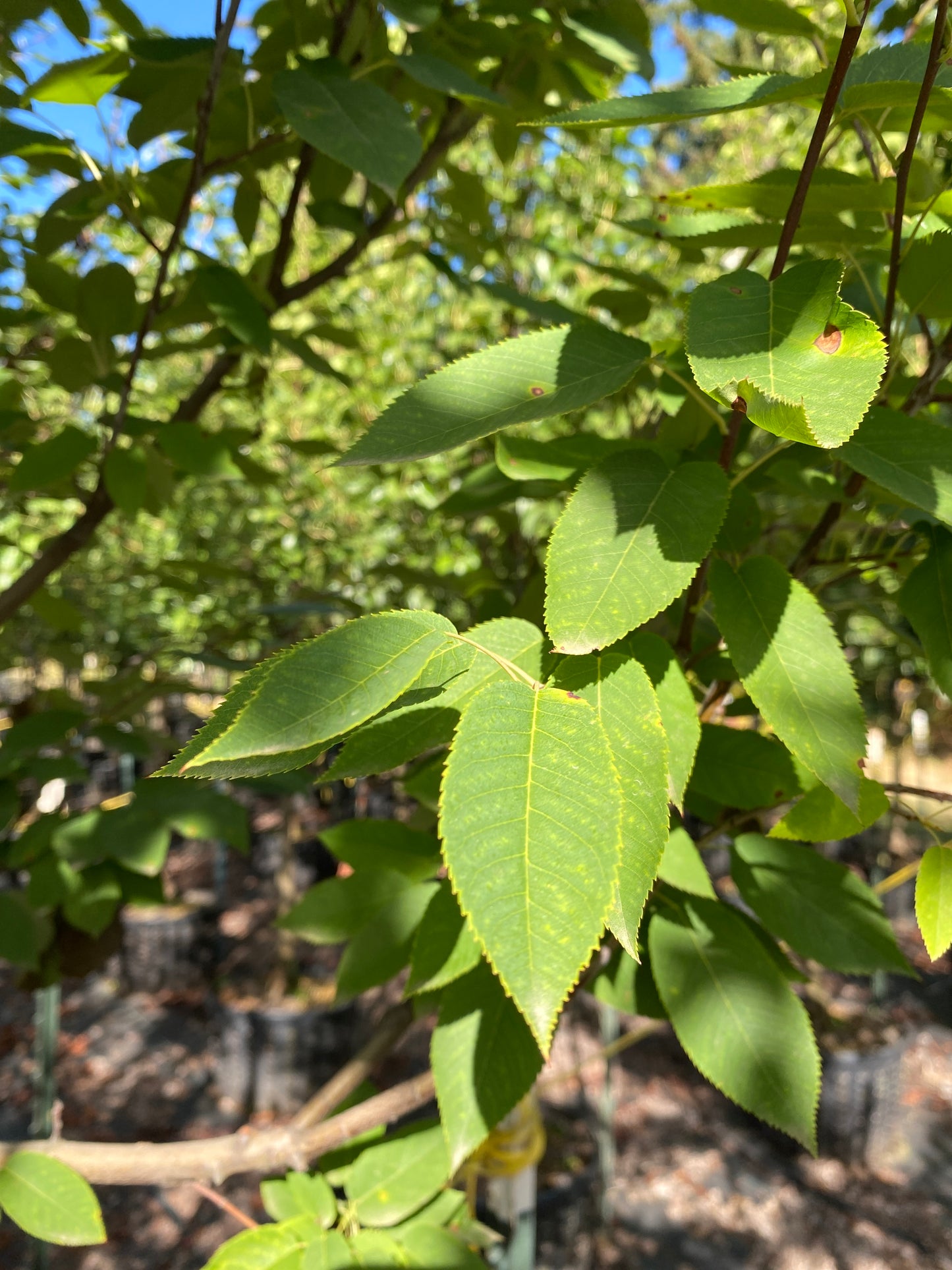 Lustre® Serviceberry