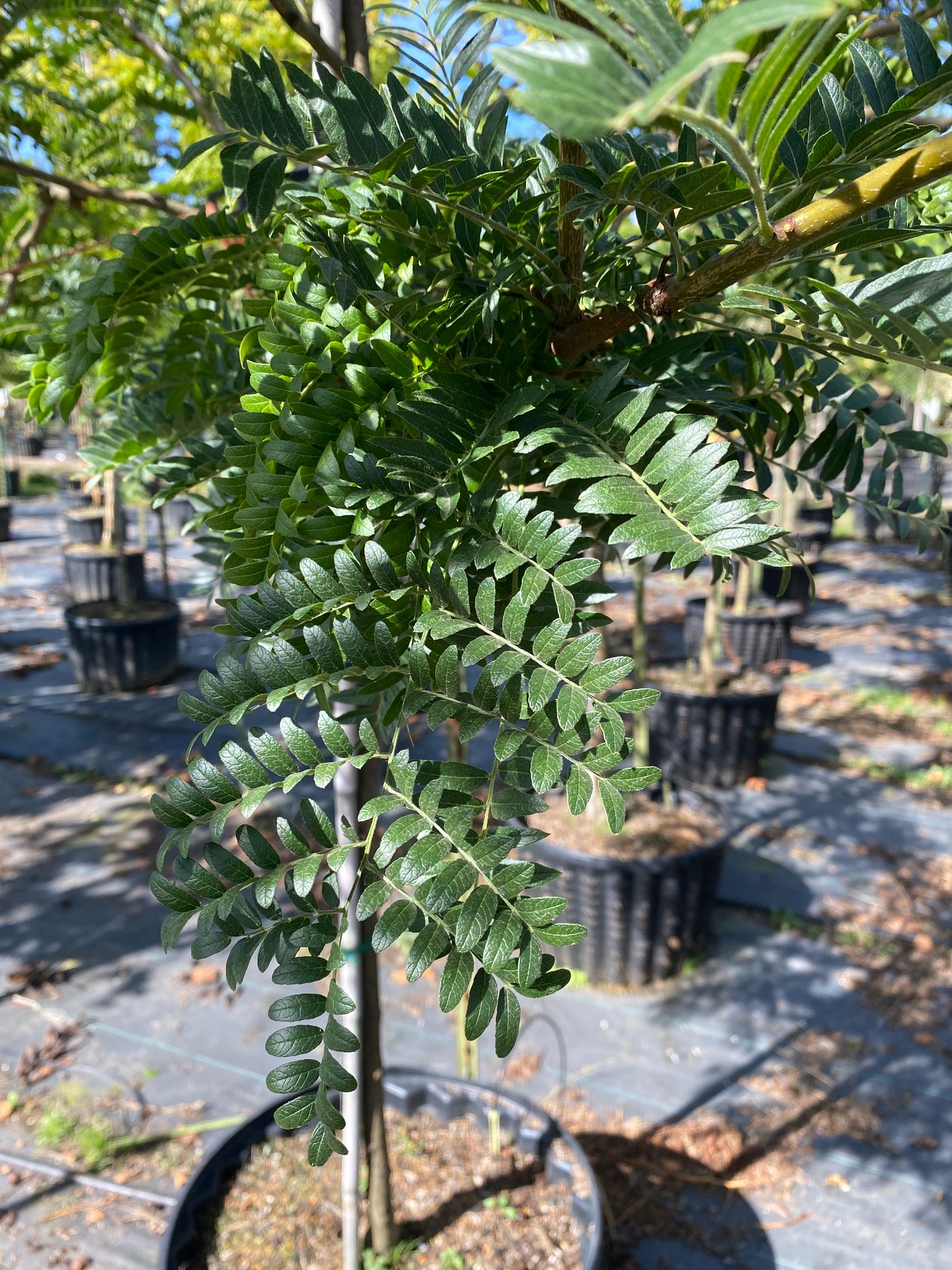 Shademaster® Honeylocust